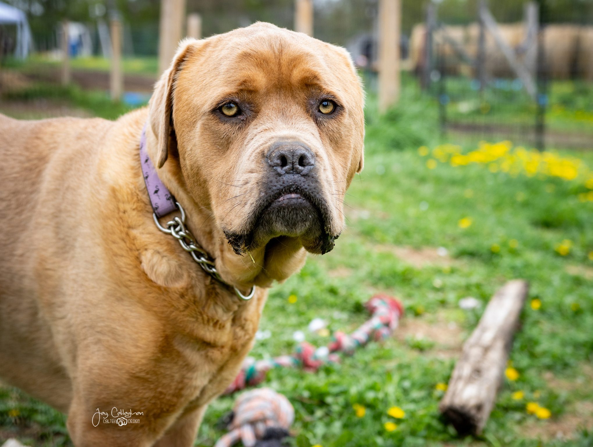 Pet Photo Packages | CalTek Design - Photographer | Kawartha Lakes, Peterborough, Haliburton County 2nd.Annual Snowflake.Meadows May2025 45 | CalTek Design - Photographer | Kawartha Lakes, Peterborough, Haliburton County